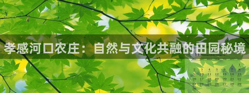 今年会金年会