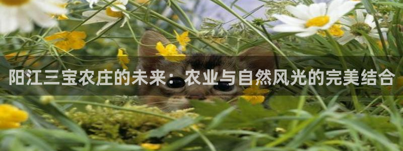 世界杯金年会app下载